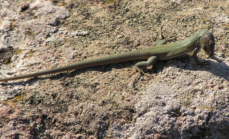 Podarcis siculus ssp.caporiaccoi